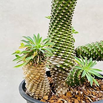 Amazon｜観葉植物 ユーフォルビア ソテツキリン 鉢植え